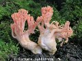 Ramaria subbotrytis-amf2135